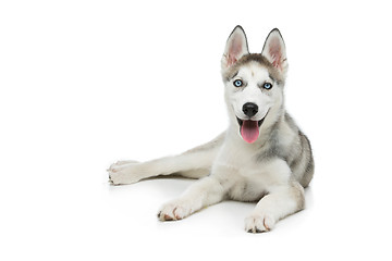 Image showing Cute husky puppy dog