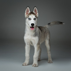 Image showing Cute husky puppy dog