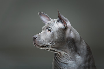 Image showing Thai ridgeback puppy