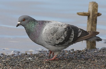 Image showing Pigeon 