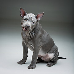 Image showing Thai ridgeback puppy