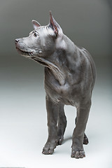 Image showing Thai ridgeback puppy