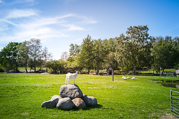 Image showing Goat standing on a rock at a barnyard