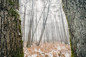 Image showing Misty forest behind two large trees with mossy rind