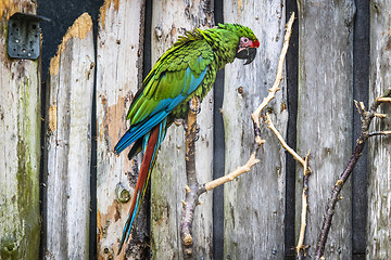 Image showing Parrot in green color looking sad