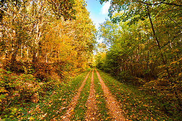 Image showing Autumn leaves falling on a forest trail in the fall