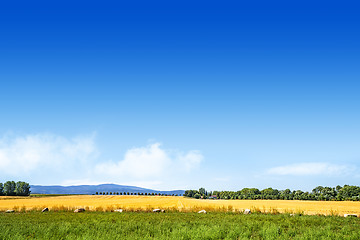 Image showing Colorful summer landscape with golden fields