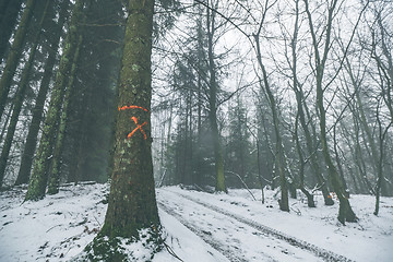 Image showing Tree marked for forestry in a misty forest