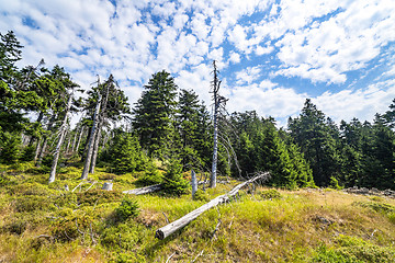 Image showing Green forest with withered pine trees