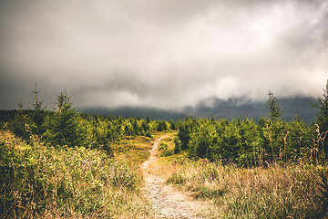 Image showing Trail on a hill with pine trees