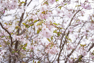 Image showing Blooming cherry tree in the spring with white flowers