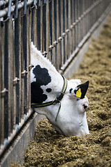 Image showing Cow in a stable eating food from behind the bars