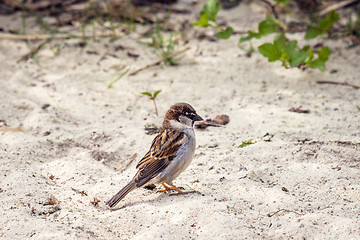 Image showing Sparrow in the sand looking for food