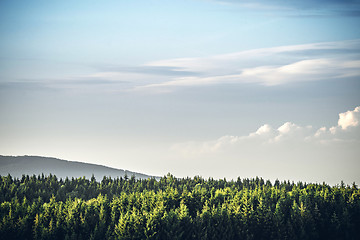 Image showing Tree tops  in a pine tree forest under a blue sky