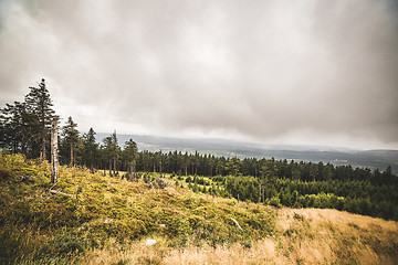 Image showing Pine tree forest on a hillside in misty cloudy weather