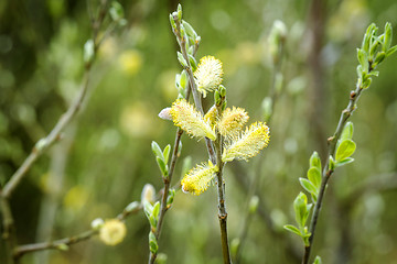 Image showing Blooming willow tree with pussy buds in the spring