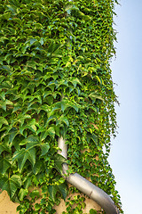 Image showing Green ivy plant covering a metal drain