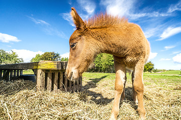 Image showing Foal eating hay at a farm in the summer