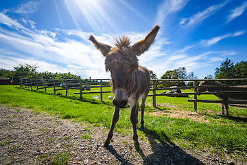 Image showing Donkey mule on a rural field in the spring