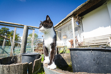 Image showing Cat in black and white color in a backyard