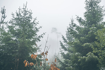 Image showing Forest with pine trees in a misty landscape in the fall