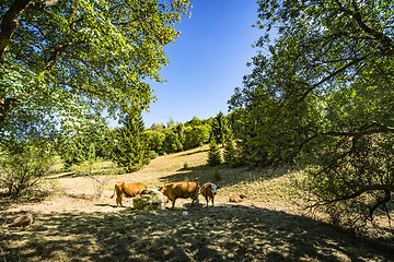 Image showing Cattle grazing on a hillside in the summer