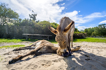 Image showing Donkey friends in the sand at a farm