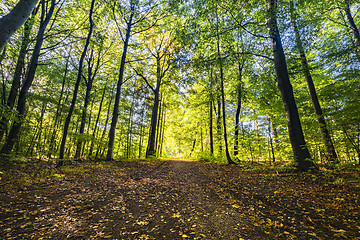 Image showing Springtime in the forest with fresh green trees