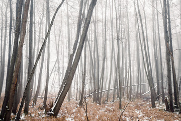 Image showing Misty forest in the winter with barenaked trees