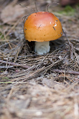 Image showing Mushroom