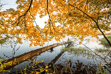 Image showing Wooden log hanging over a lake in the fall