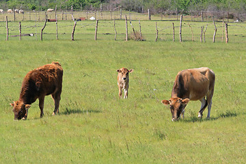 Image showing Cow Pasture