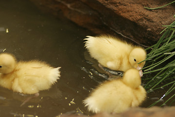 Image showing Baby ducks in a pond