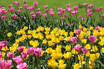 Image showing Beautiful bright colorful tulips