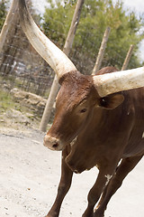 Image showing Watussi Bull