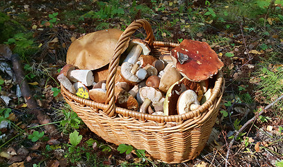 Image showing Basket with edible mushrooms