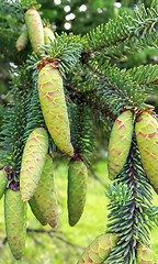 Image showing Branch of coniferous tree with young green cones