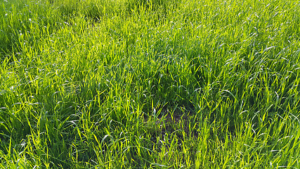 Image showing Fresh green grass close-up