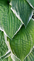 Image showing Hosta leaves background