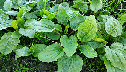 Image showing Fresh green leaves of plantain