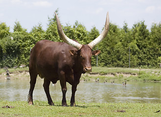 Image showing Watussi Bull