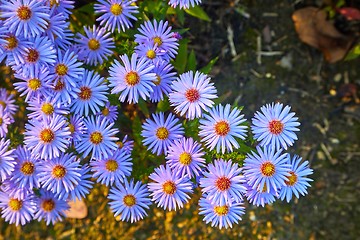 Image showing Small Prurple Flowers