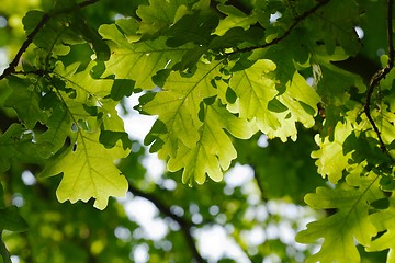 Image showing Green Leaves Background