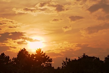 Image showing sky with tree silhouettes