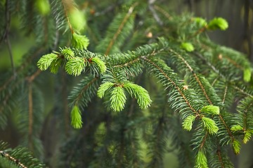 Image showing Pine Tree Closeup