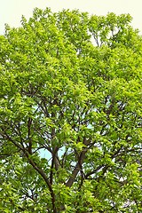 Image showing Spring Green Leaves