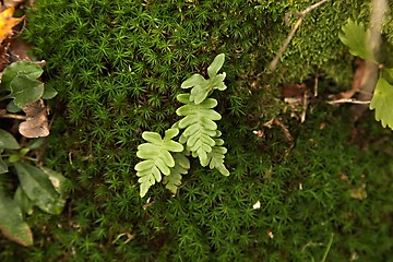 Image showing Moss layer closeup