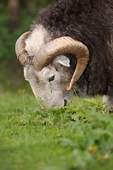 Image showing Ram grazing on a meadow