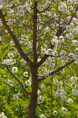 Image showing Spring Tree Flowering