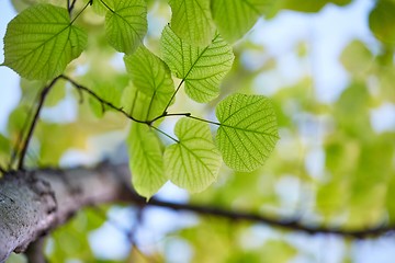 Image showing Fresh Spring Leaves